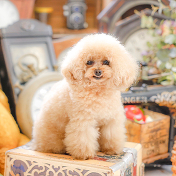 看板犬の紹介 ソティル