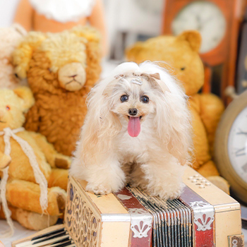 看板犬の紹介 マノン